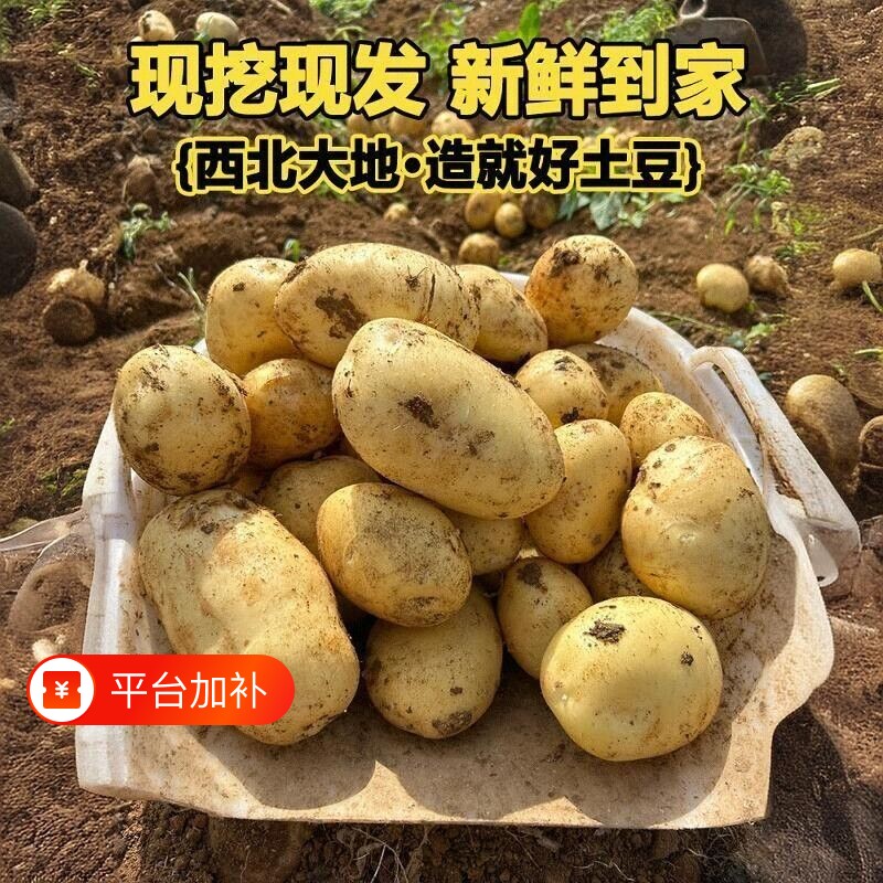 苹果优选甘肃定西土豆新鲜现挖黄皮黄心沙面蔬菜农家自种粉糯洋芋