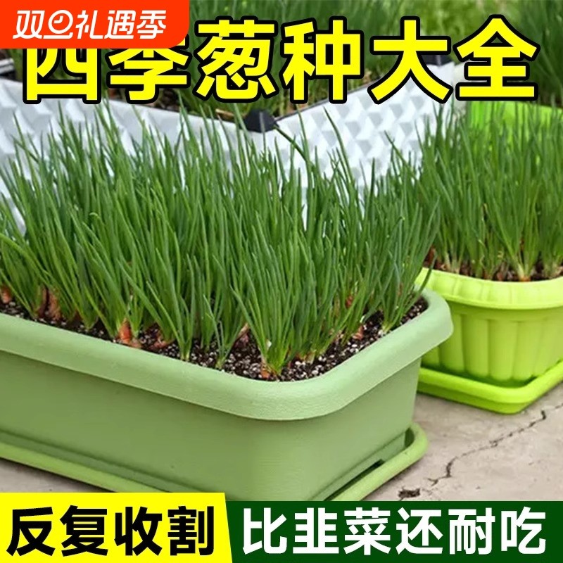 小香葱籽葱小葱种子种子四季易种种子阳台室内盆栽家庭菜种子耐寒