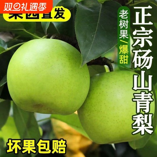 梨子新鲜发货2025年头茬砀山青梨翠玉梨水果砀山梨汁当季青皮包邮