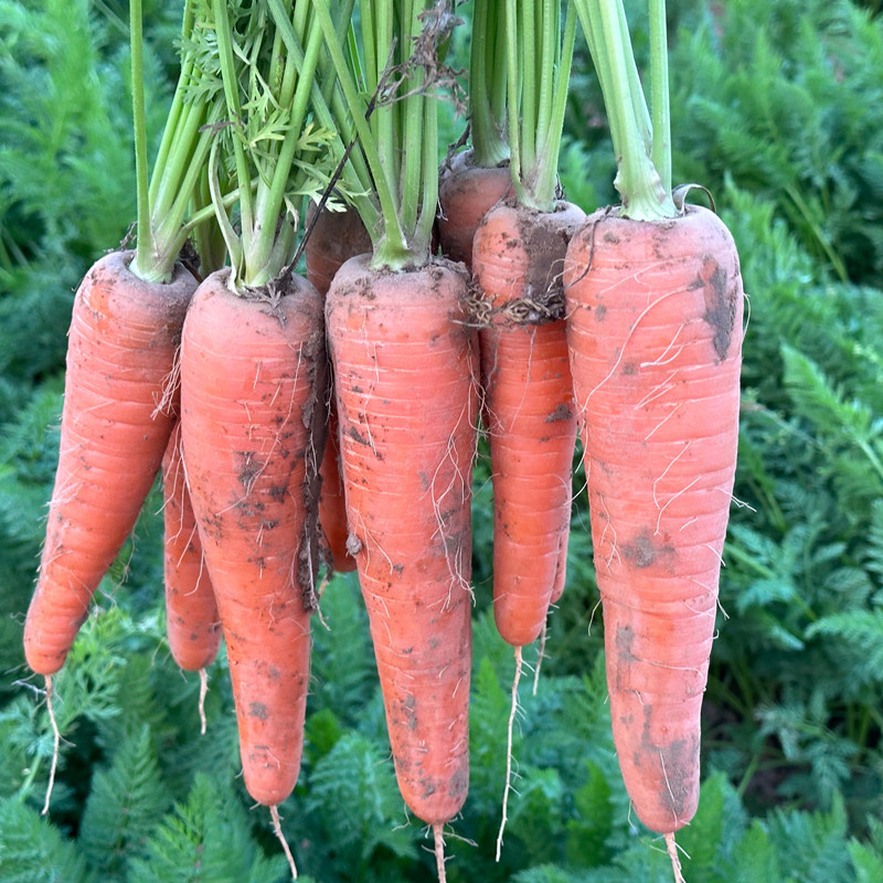 农家自种老品种胡萝沙地胡萝卜新鲜带泥甜脆水果型胡萝卜