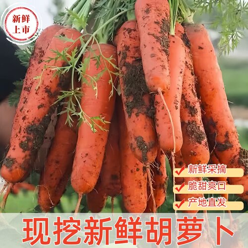 沙地新鲜蔬菜水果农家自种现挖带泥胡萝卜新鲜红萝卜脆甜营养健康