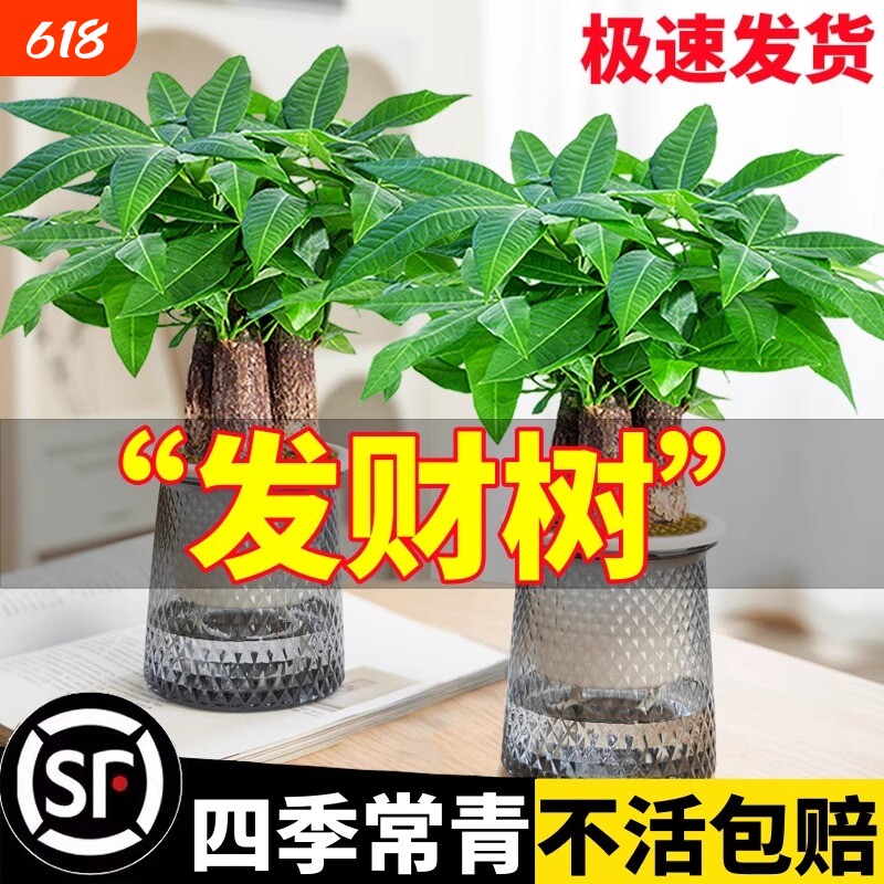 发财树室内小盆栽绿植花卉水培植物绿萝文竹四季好养活桌面客厅