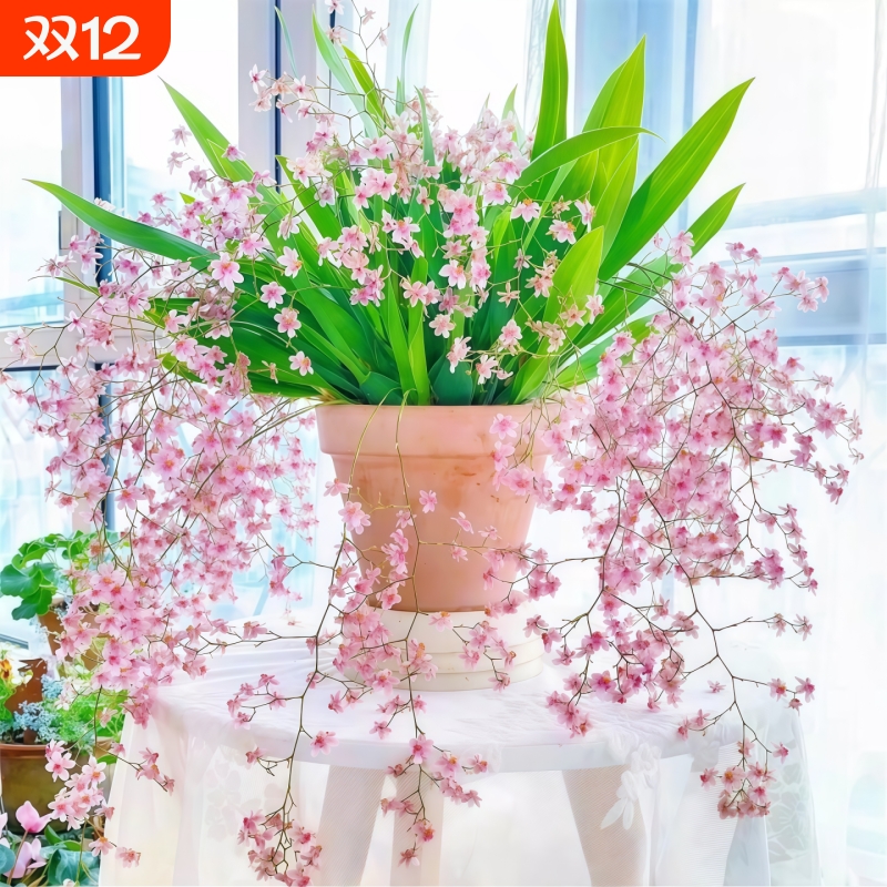 香水文心兰盆栽带花苞梦香兰精品