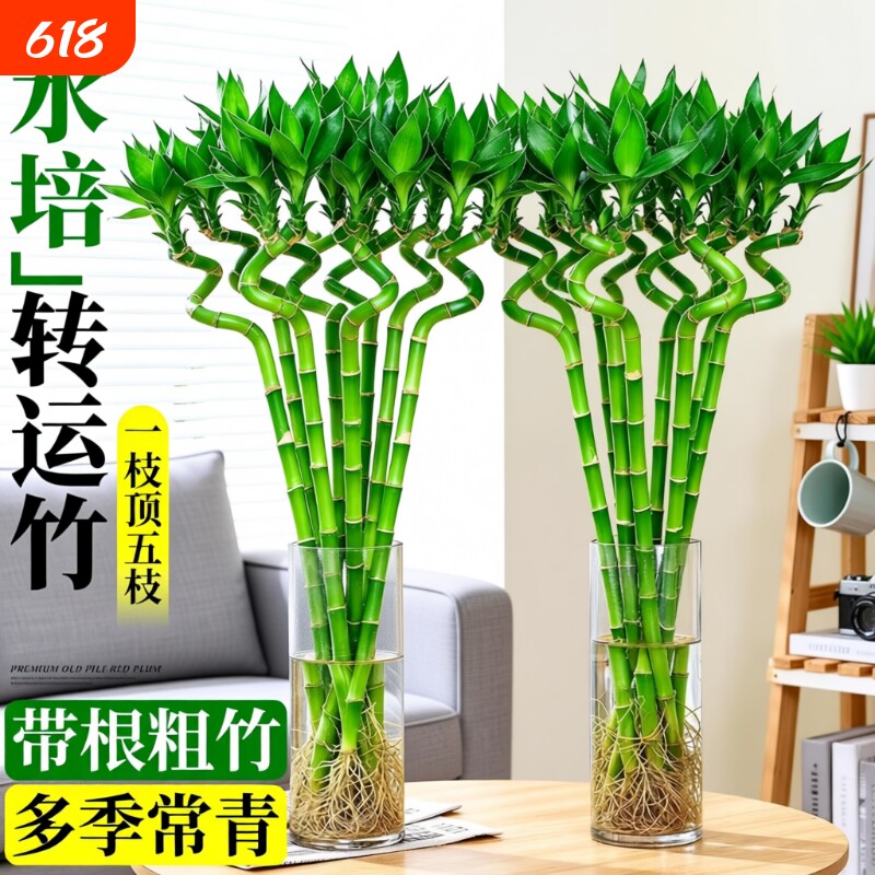 转运竹水养带根富贵竹水培植物客厅招财盆栽室内花卉绿植粗杆竹子