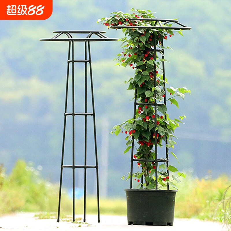 植物花支架月季爬藤架藤本攀爬架图片