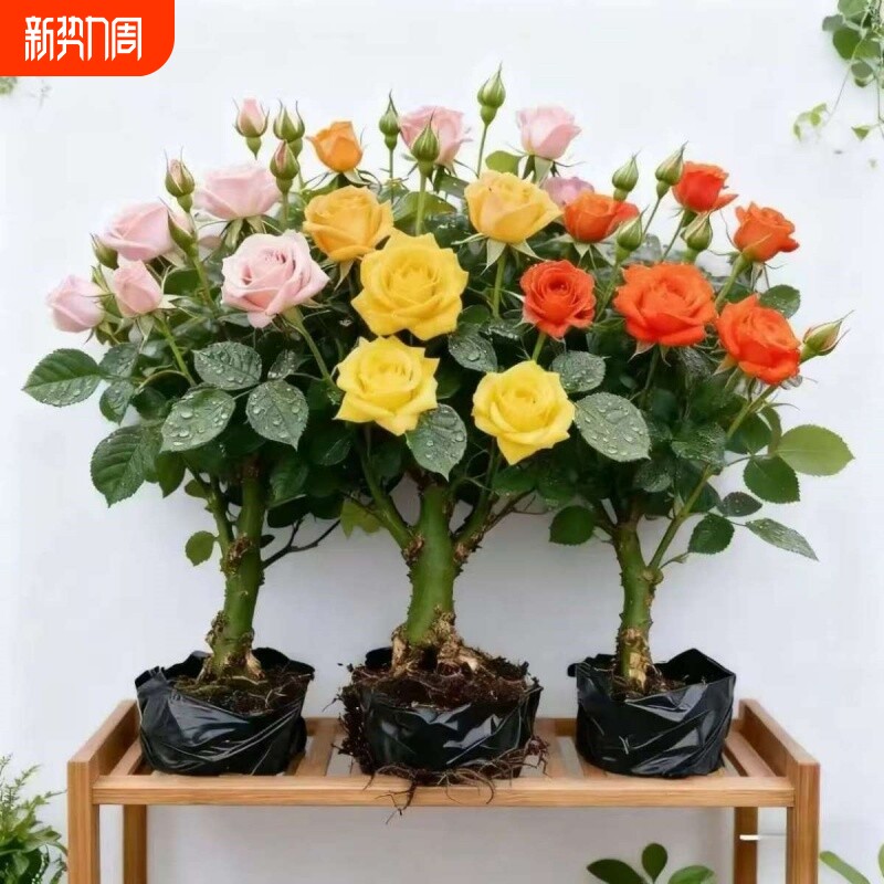 云南四季开花玫瑰老桩浓香型月季花花苗花卉室内外耐寒好养活大花