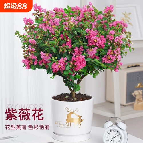 紫薇花树苗盆栽四季花卉植物庭院耐热绿植老桩盆景耐晒紫精灵开花