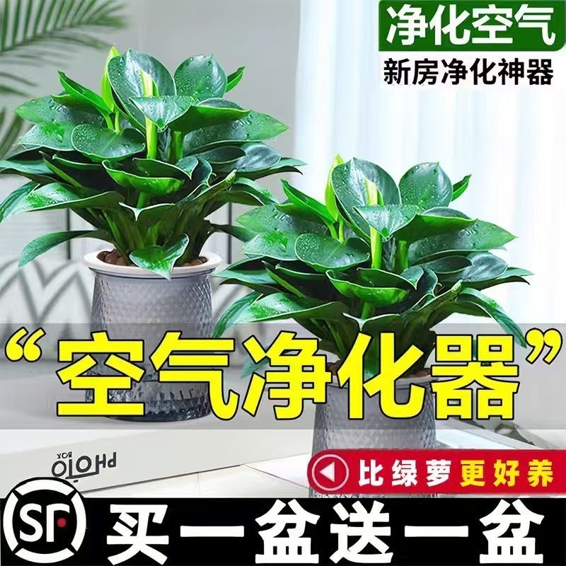 【买一送】大叶金钻盆栽室