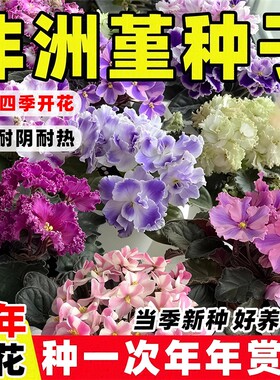 非洲堇种子重瓣紫罗兰花种籽多年生开花盆栽四季易活阳台庭院花苗