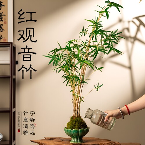 红观音竹米竹盆栽|超6000次加购