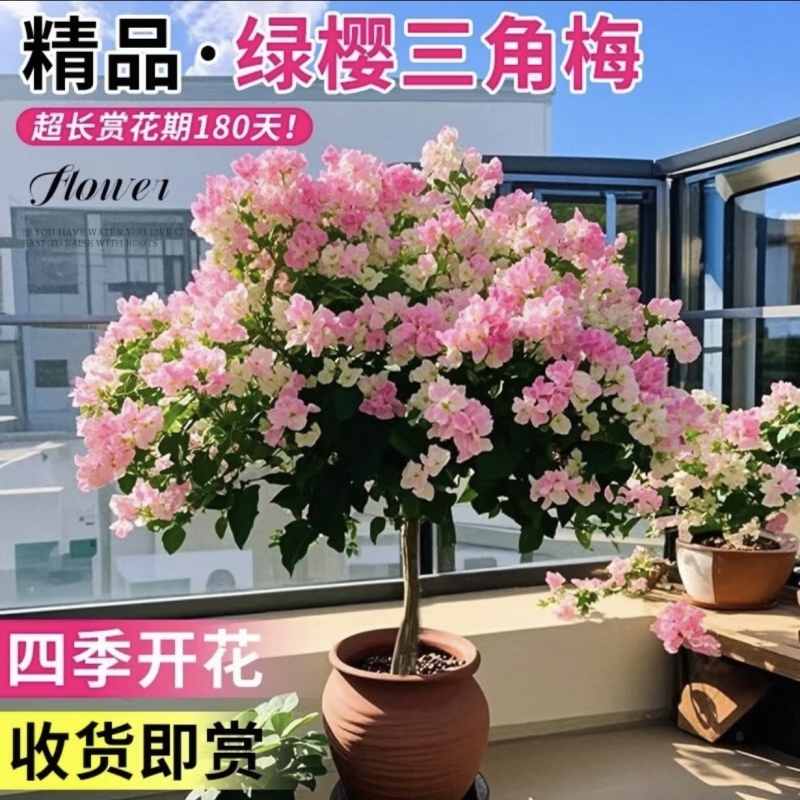 三角梅盆栽带花绿樱爬藤老桩重瓣四季易活马斯不甜西瓜阳台植物