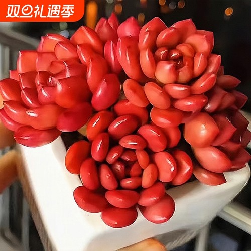 红宝石多头多肉绿植好养植物肉肉组合办公室盆栽创意花卉中国风