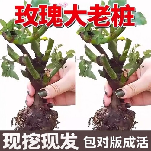 玫瑰老根老桩当季开花