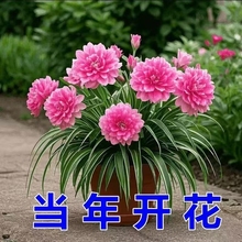 重瓣大花金边吊兰四季开花驱蚊虫浓香型盆栽绿植植物一般客厅室内