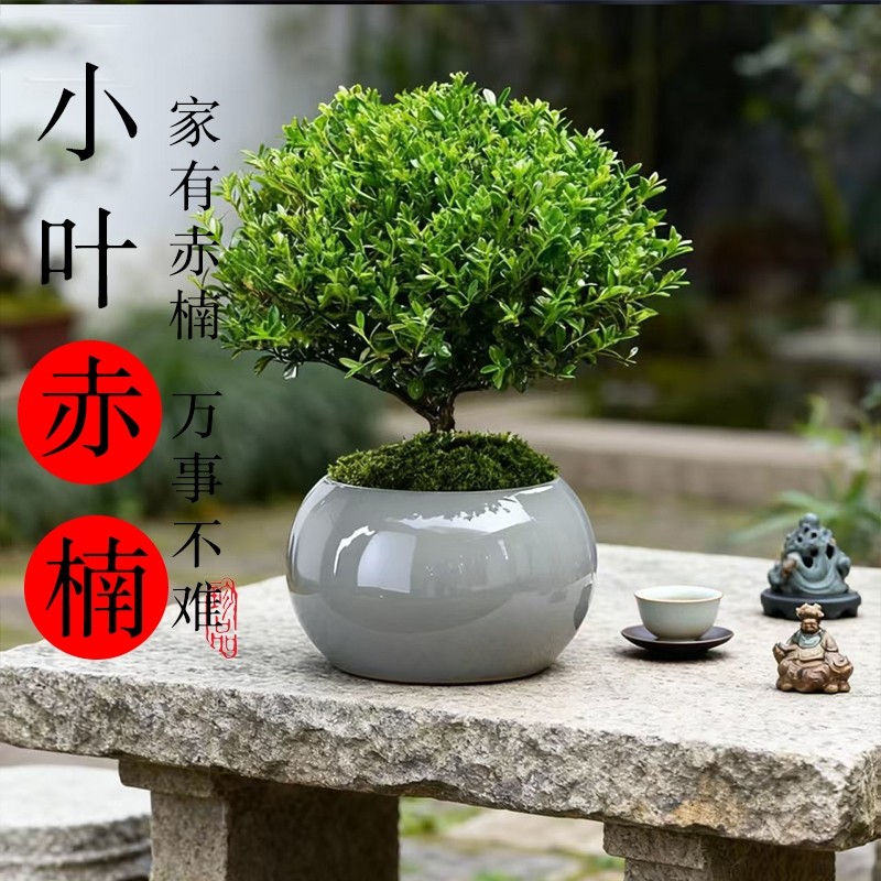 小叶赤楠盆景老桩盆栽绿植室内办公室绿植物四季好养迷你桌面花卉