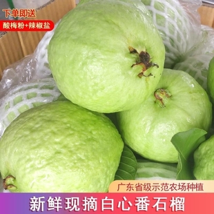 分 包邮 广东白心番石榴芭乐脆甜低糖孕妇当季 水果新鲜采摘批发