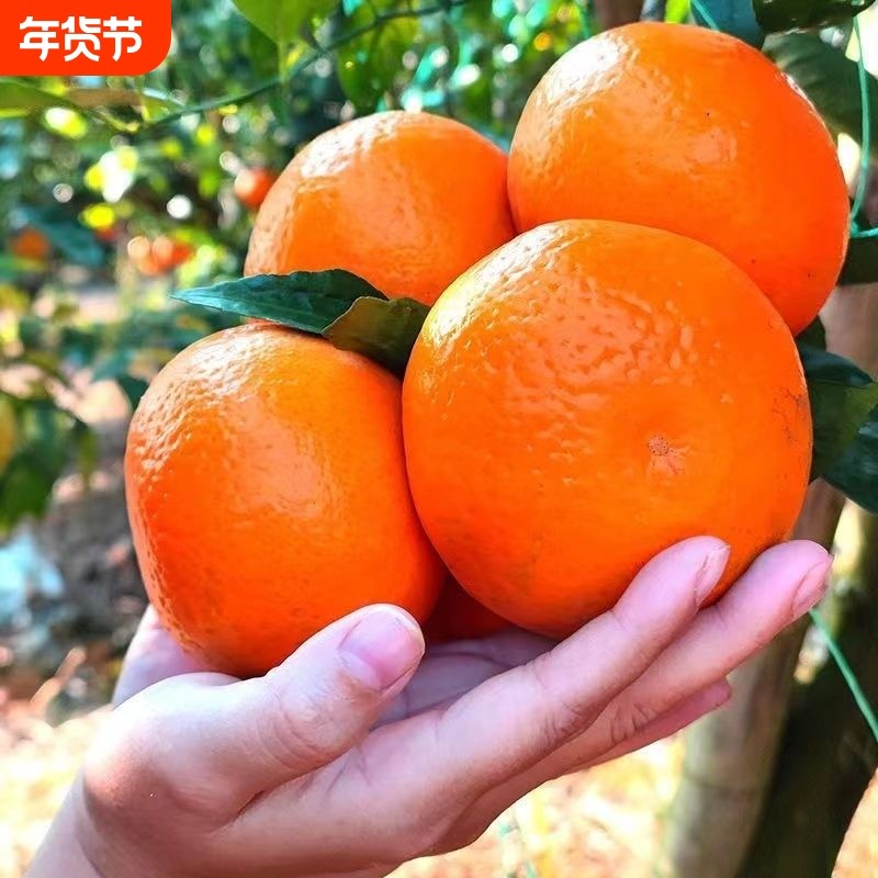 正宗云南沃柑爱媛新鲜橘子孕妇水果整箱柑桔子砂糖阳光果园年货节,水产肉类/新鲜蔬果/熟食,桔子,淘宝优惠券,粉丝福利购,淘宝优惠卷