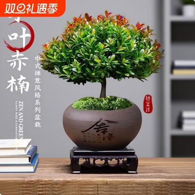 小叶赤楠盆栽绿植四季常青