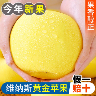 包邮 正宗维纳斯黄金苹果新鲜水果礼盒山东烟台苹果秋冬当季 应季