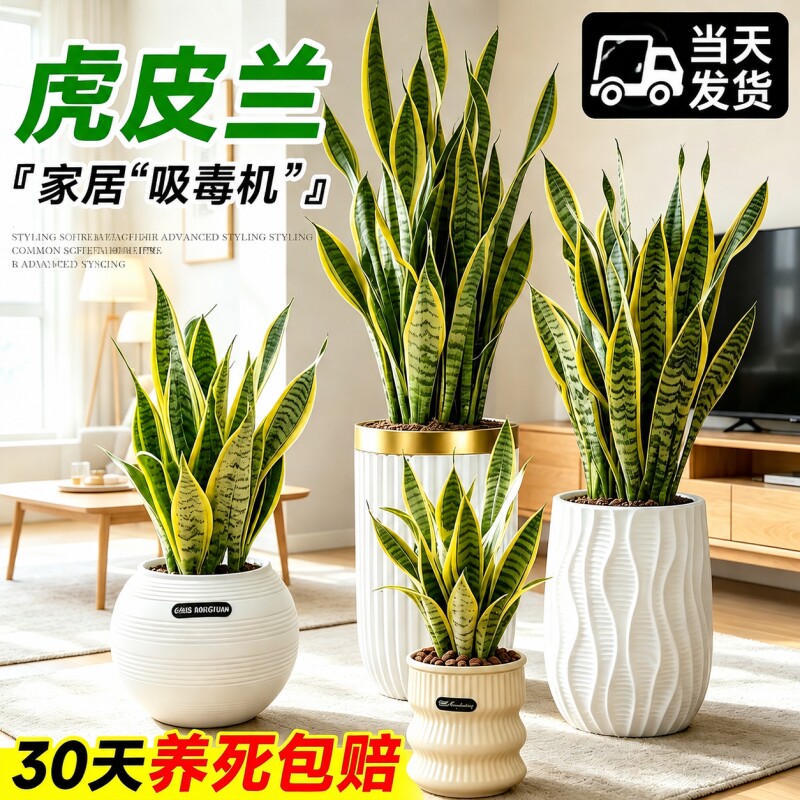 金边虎皮兰绿植办公室室内客厅阳台大型盆栽清新空气四季好养植物图片