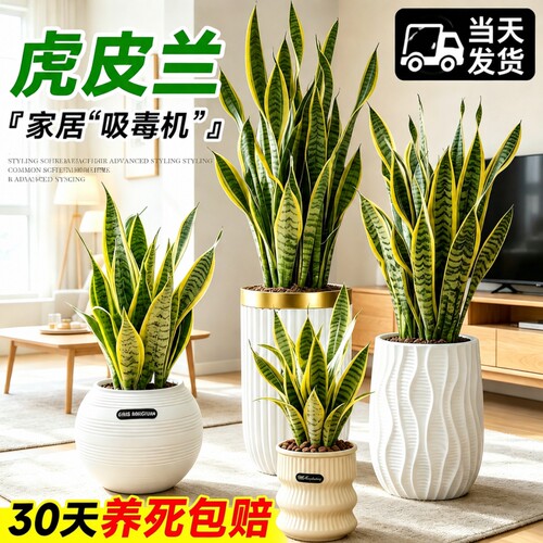 金边虎皮兰绿植办公室室内客厅阳台大型盆栽清新空气四季好养植物