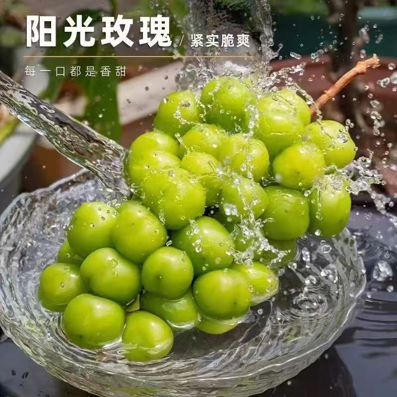 阳光玫瑰青提葡萄产地直发无籽青提新鲜水果