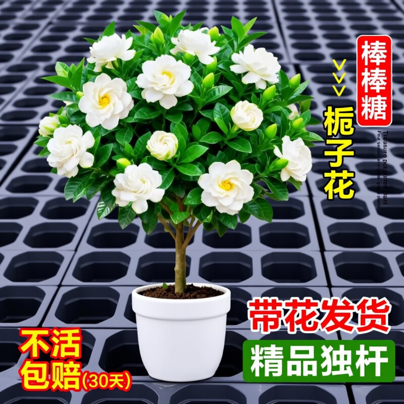 独杆棒棒糖栀子花盆栽带花苞大叶老桩树苗室内阳台四季开浓香花卉