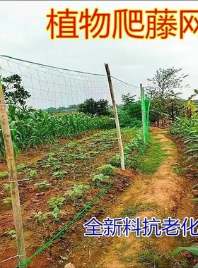抗老化农用爬藤网黄瓜豆角爬藤网