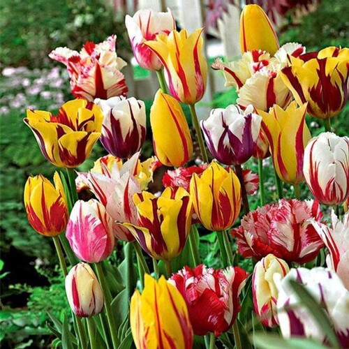 荷兰郁金香种球室内外土培花卉水培盆栽带花秋冬季花种子易种