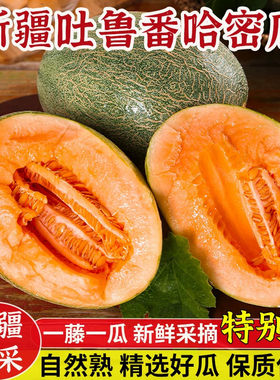 新疆西州蜜哈密瓜蜜瓜沙地吐鲁番应季新瓜现摘新鲜水果火焰脆甜
