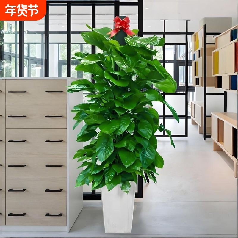 绿萝柱盆栽客厅绿植室内吸甲醛净化空气办公室大型大叶大盆植物,鲜花速递/花卉仿真/绿植园艺,大型绿植/成品组合盆栽,淘宝优惠券,粉丝福利购,淘宝优惠卷