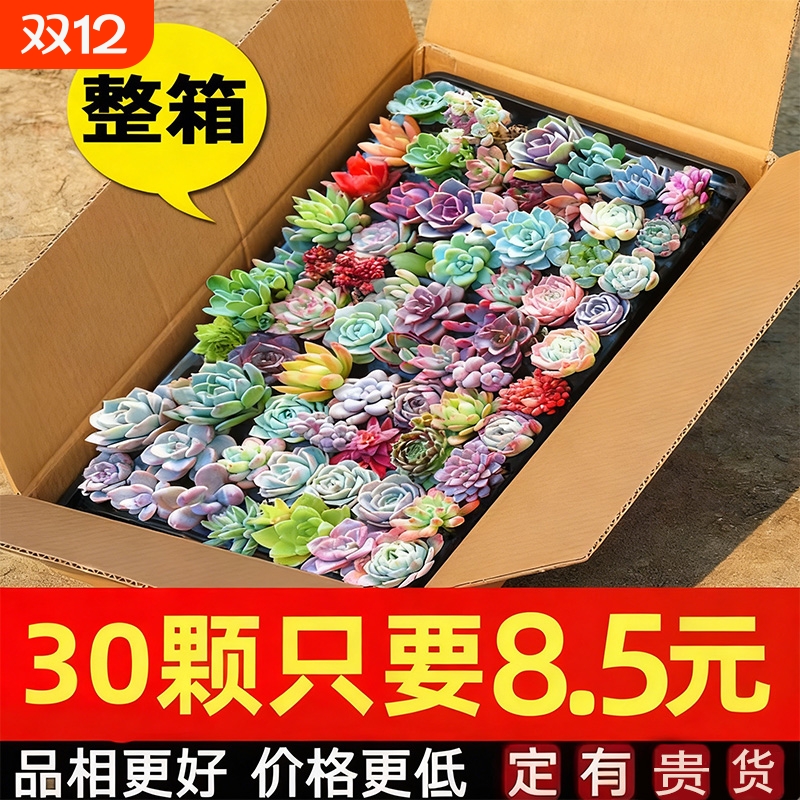多肉植物清仓售卖不定时下架
