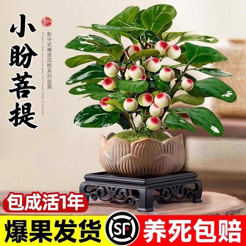 小盼菩提盆栽30天养死全额退款