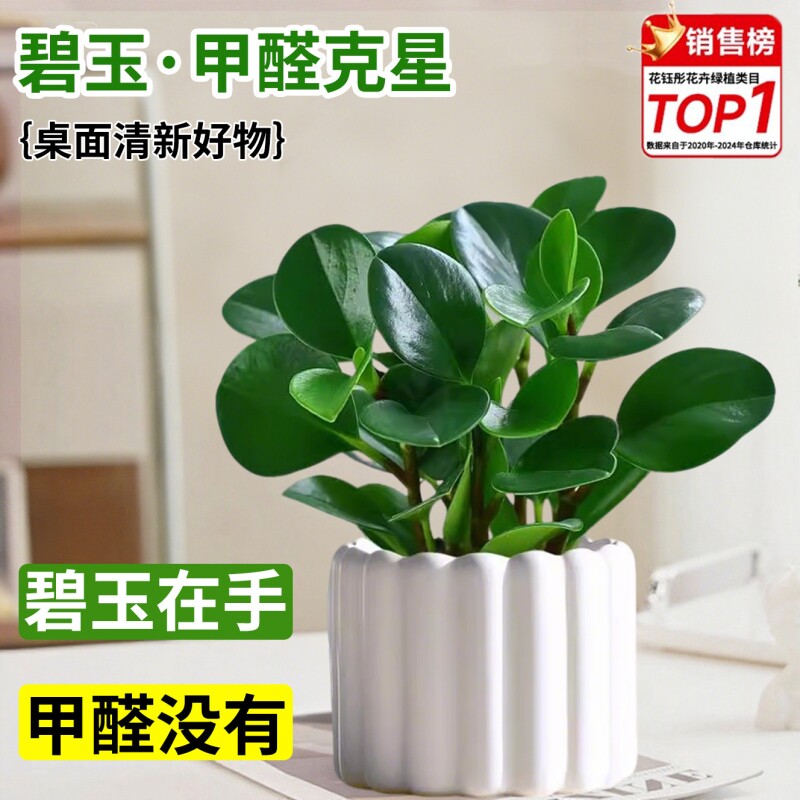 碧玉盆栽室内绿植盆景豆瓣绿净化空气美观客厅桌面小绿植四季常青
