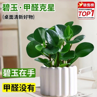 碧玉盆栽室内绿植盆景豆瓣绿净化空气美观客厅桌面小绿植四季常青