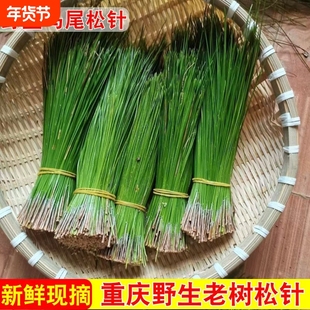 新鲜高山天然野生马尾松针叶子养生茶泡茶泡酒做枕头包子蒸垫包邮