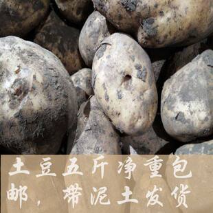 贵州特产农家自种新鲜蔬菜黄心土豆马铃薯洋芋中果5斤 包邮