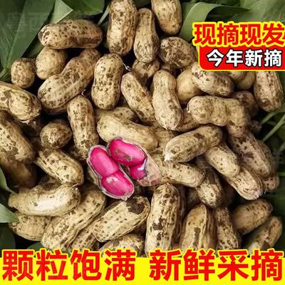 2025年新鲜水果花生红皮花生现挖现发可生吃水煮