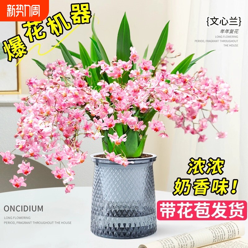 文心兰盆栽带花苞水培植物香水梦香兰室内兰花绿植花卉冬季客厅