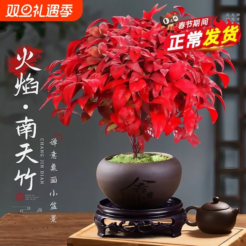 火焰南天竹盆栽树苗矮化小盆景室内禅意耐寒绿植物好养庭院摆放