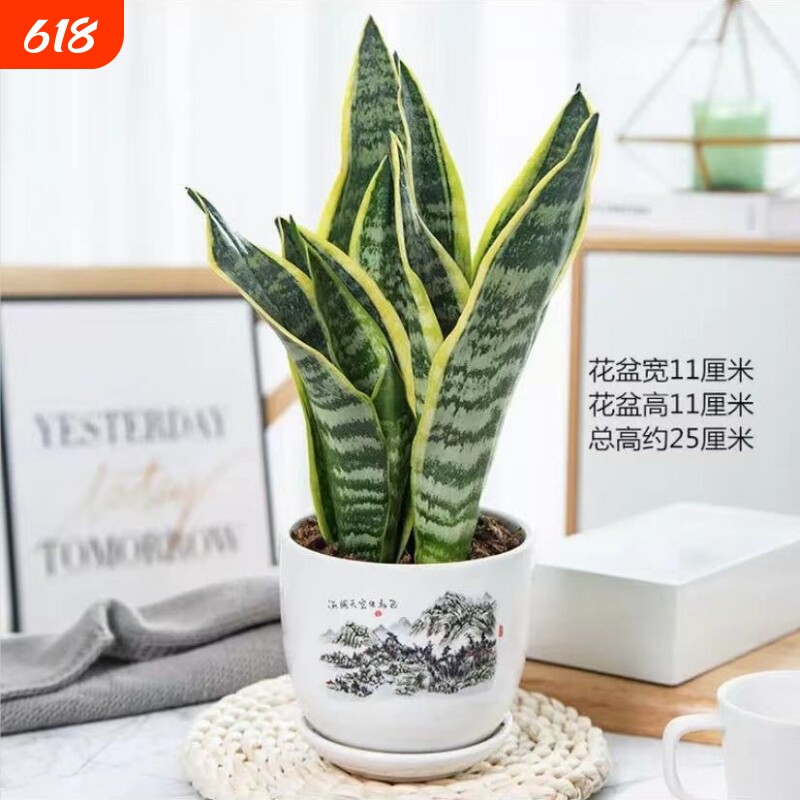 金边虎皮兰四季多肉植物好养活室内绿植盆栽虎尾客厅精品阳台陶瓷
