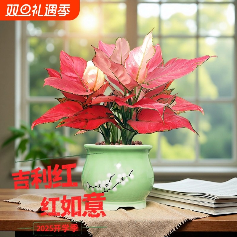 吉利红盆栽红如意皇后大棵水培植物万年红小苗室内养办公花卉绿植