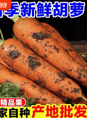 新鲜现挖河南胡萝卜鲜嫩脆甜爽口