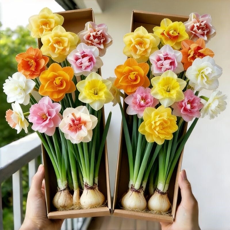 【冬季爆款】重瓣水仙盆栽花卉浓香夜来香晚香耐寒四季开花年宵花