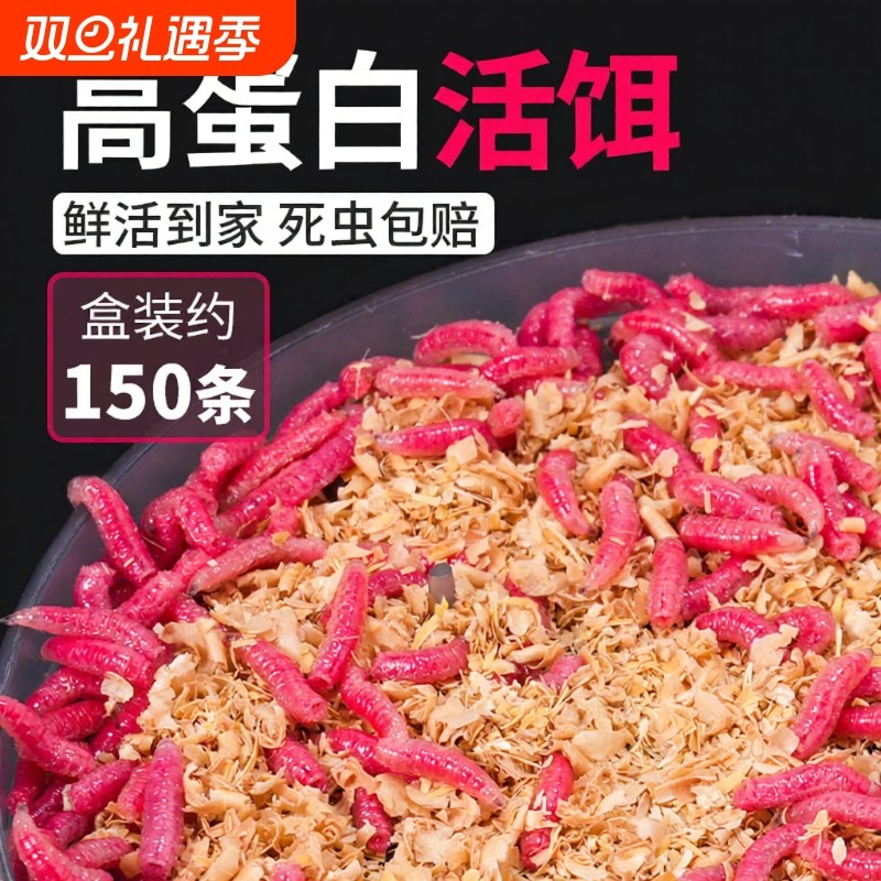 鲜活红蛆虫活饵鱼饵野钓神饵户外野钓饵料溪流河流爆护饵红曲虫