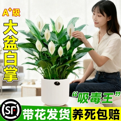 一帆风顺白掌盆栽办公室内绿植