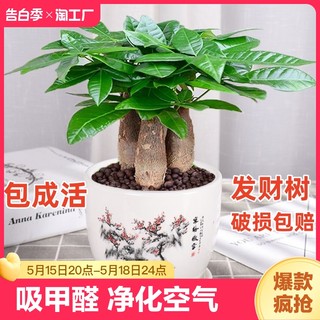 发财树盆栽室内客厅桌面绿植小盆景大发财树苗招财树植物易活好养