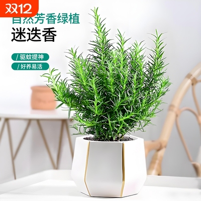 迷迭香香草盆栽可食用