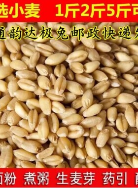 杂粮小麦粒麦芽糖食用发芽草种子酿酒猫草一斤优质麦种健康磨面