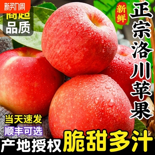 正宗陕西洛川苹果新鲜水果当季 整箱脆甜红富士冰糖心一级年货礼盒